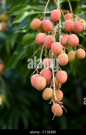 Lychee Fruits (Litchi chinensis). Trees here, cultivated and in Madagascar. Native to China. Stock Photo