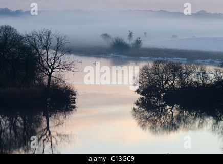 Three Whooper Swans swimming on River Dee on Threave Estate, Galloway among islets in mist at dusk with tree  sillhouettes Stock Photo