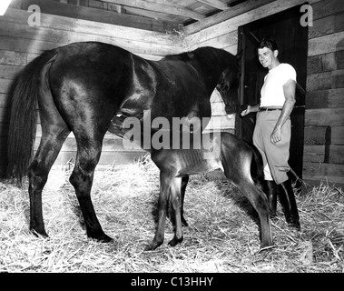 Ronald Reagan on 'Tar Baby' and her foal, 1949. Stock Photo