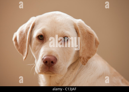 USA, Utah, Lehi, Portrait of Yellow Labrador Retriever Stock Photo