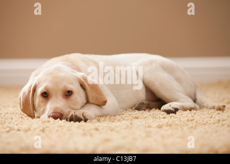 USA, Utah, Lehi, Portrait of Yellow Labrador Retriever Stock Photo