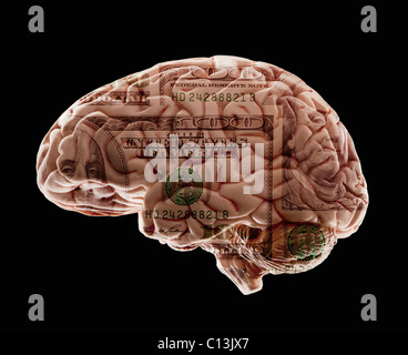 Composition of human brain model and one hundred dollar note Stock Photo