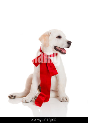 Adorable labrador retriever puppy wearing a red satin lace, isolated on white Stock Photo