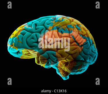 Composition of human brain model and world map Stock Photo