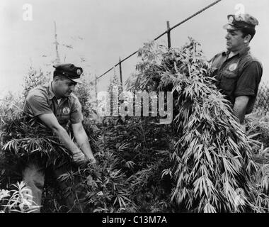 New York City Sanitation Department workers destroying marijuana in a lot on Cozine Avenue in Brooklyn New York. July 1958. Stock Photo