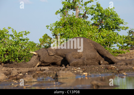 African Elephant (Loxodonta africana). Elephant at a waterhole, lying down for a brief moment. Stock Photo
