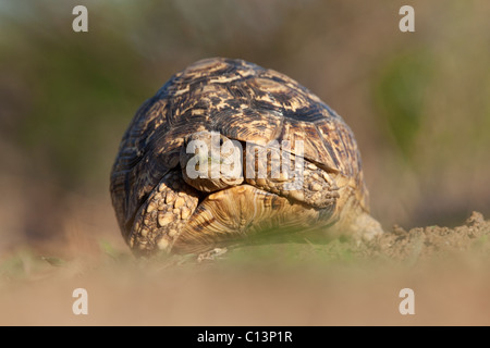 Leopard Tortoise (Stigmochelys Pardalis). Stock Photo