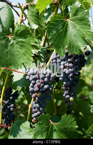 Purple Grapes on the vine Stock Photo
