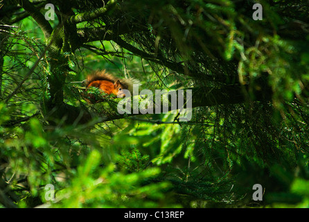 Red squirrel in green treetimid Stock Photo
