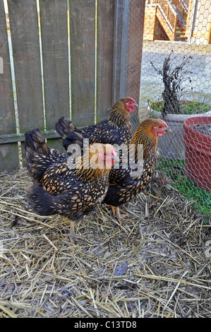 This vertical rural stock photo is three golden laced Wyandotte hen chickens in their chicken coop. Ground has straw on it. Stock Photo