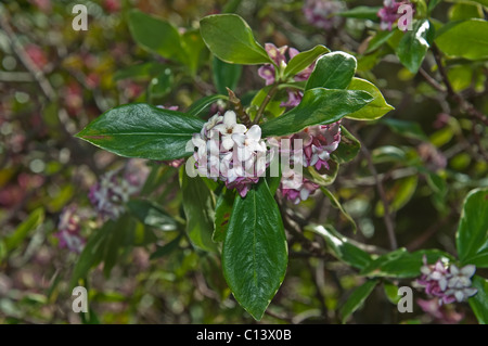 Closeup of a Daphne odora blooming spring plant in the garden.  Has a powerful scent. Stock Photo