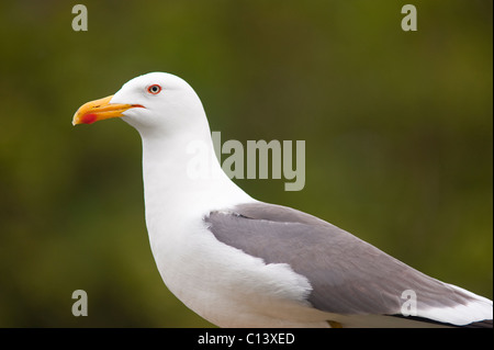 A close up portrait of a Herring Gull ( Larus argentatus ) in the Uk Stock Photo