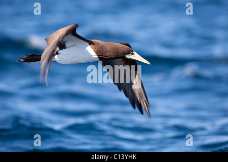 Brown Booby (Sula leucogaster) takes off in Kino Bay, Mexico. Stock Photo