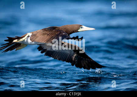 Brown Booby (Sula leucogaster) takes off in Kino Bay, Mexico. Stock Photo