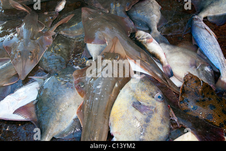 Gulf flounder fishing hi-res stock photography and images - Alamy