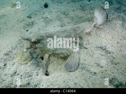 A shortnose batfish (Ogcocephalus nasutus) trys to blend in with the sand in Belize. Stock Photo