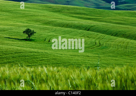 Lone tree in the rolling Tuscan countryside near San Quirico Val d'Orcia, Tuscany Italy Stock Photo