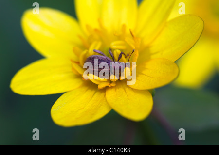 Insect - weevil lying on yellow flower Stock Photo