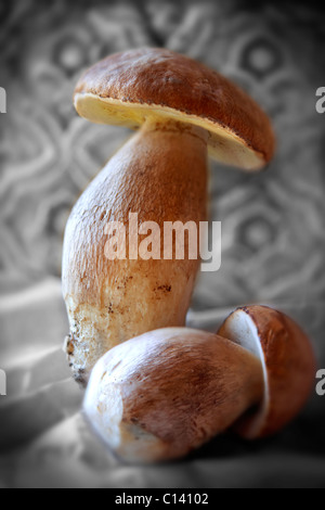 Whole fresh wild ceps mushrooms Stock Photo