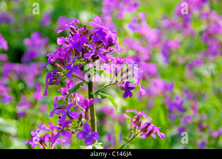 Einjähriges Silberblatt - Annual Honesty 16 Stock Photo