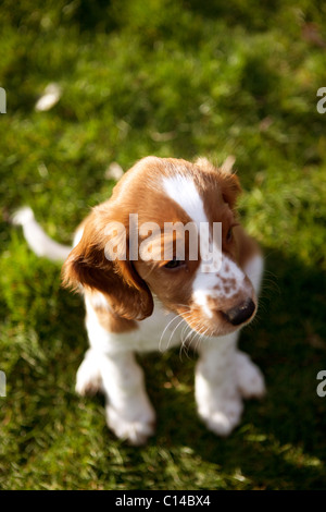 cute Welsh Spaniel puppy sitting in the garden Stock Photo