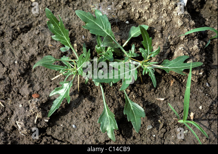 Spiny cocklebur (Xanthium spinosum) young plant Stock Photo