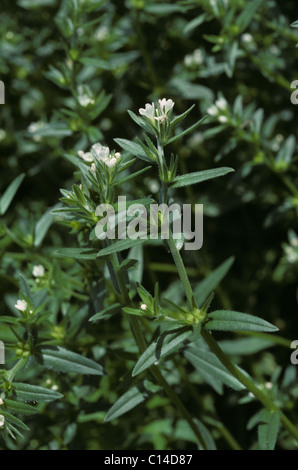 Common Gromwell (Lithospermum arvense) flowering plant Stock Photo