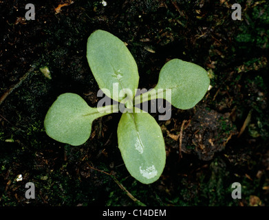 Broad-leaved willowherb (Epilobium montanum) seedling cotyledons & two true leaves forming Stock Photo