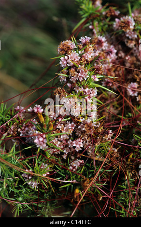 Common dodder (Cuscuta epithymum) flowers of parasitic plant on gorse foliage Stock Photo