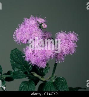 Billygoat-weed, chick weed, goatweed, whiteweed (Ageratum conyzoides) flower Stock Photo