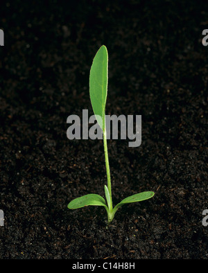 Kidney vetch (Anthyllis vulneraria) seedling plant with cotyledons and one true leaf Stock Photo