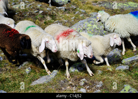 sheep grazing on alpine mountains in Val Senales Stock Photo