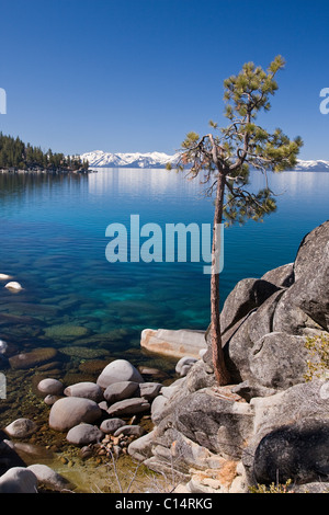 A lone pine tree on the rocky shore of Lake Tahoe in Nevada Stock Photo