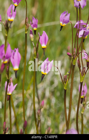 A closeup of pink Shooting Star flowers in a meadow near Lake Tahoe in California