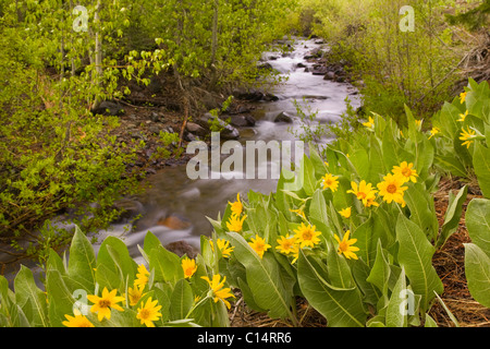A mountain stream in the Sierras of California flowing past yellow Mules Ears flowers in the spring Stock Photo