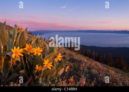 Sunset and yellow Mules Ears flowers above Lake Tahoe in California Stock Photo