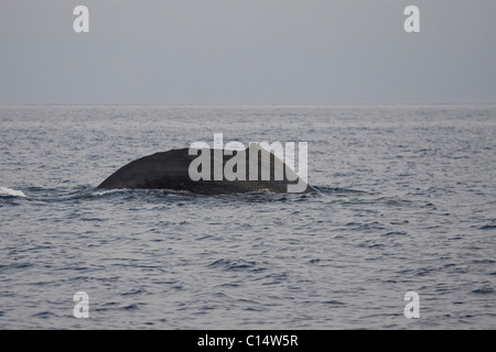 Arching back of Humpback Whale off the west coast of Maui, Hawaii Stock Photo