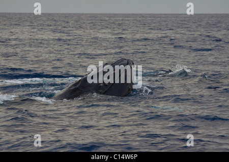 Humpback Whale comes out of the water, just off the west coast of Maui, Hawaii. Whale calf can be seen just in front and left. Stock Photo