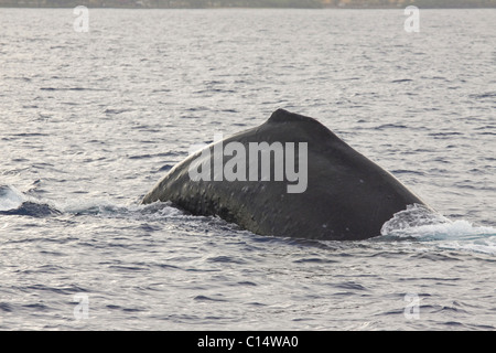 Arched back and small dorsal fin of Humpback Whale off the west coast of Maui, Hawaii Stock Photo