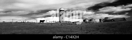 An Angus bull, haybales, and silos on a family farm in Virginia. Stock Photo