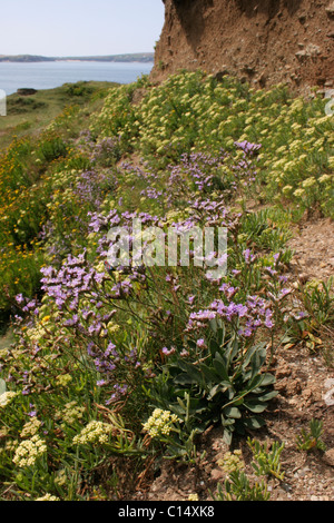 Rock sea-lavender (Limonium binervosum : Plumbaginaceae) on cliffs, UK. Stock Photo