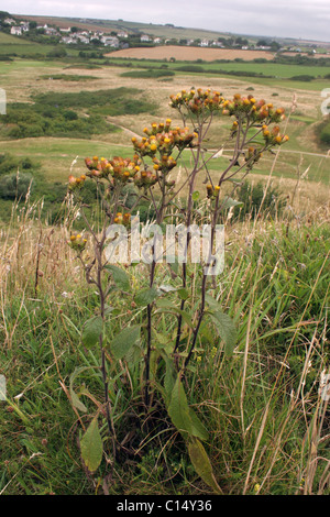 Ploughman's-spikenard (Inula conyzae : Asteraceae), UK Stock Photo