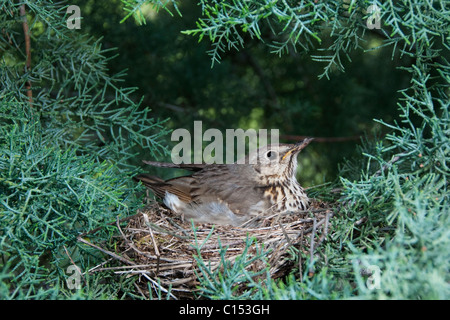 Song Thrush (Turdus philomelos) sitting in its nest Stock Photo