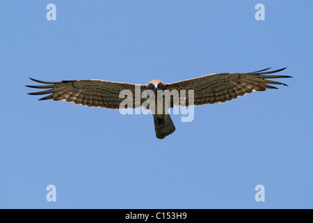 Short-toed Eagle (Circaetus gallicus) in flight Stock Photo