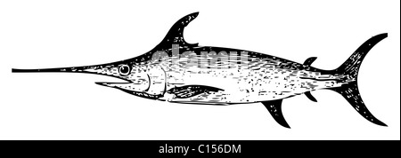 Old engraved illustration of a swordfish, isolated on white. Stock Photo