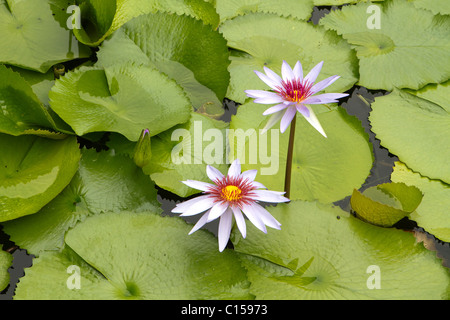 Water Lilies float in a pond full of lily pads. Stock Photo