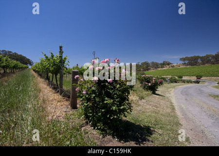 Rows of young grapevines growing in a vineyard in the McLaren Vale wine growing area of South Australia. Stock Photo