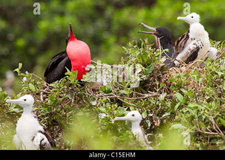 Frigate Bird Family With Predominant Male Expressing His Authority Stock Photo