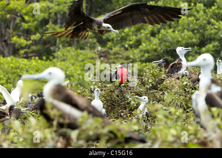 Frigate Bird Family With Predominant Male Expressing His Authority Stock Photo