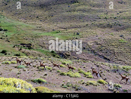 Guanacos in El Calafate, Patagonia, Argentina Stock Photo